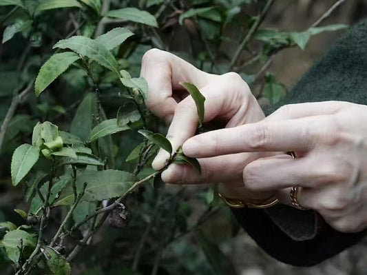 Mingqian Tea: A Gift of Spring and Our Curated Selection